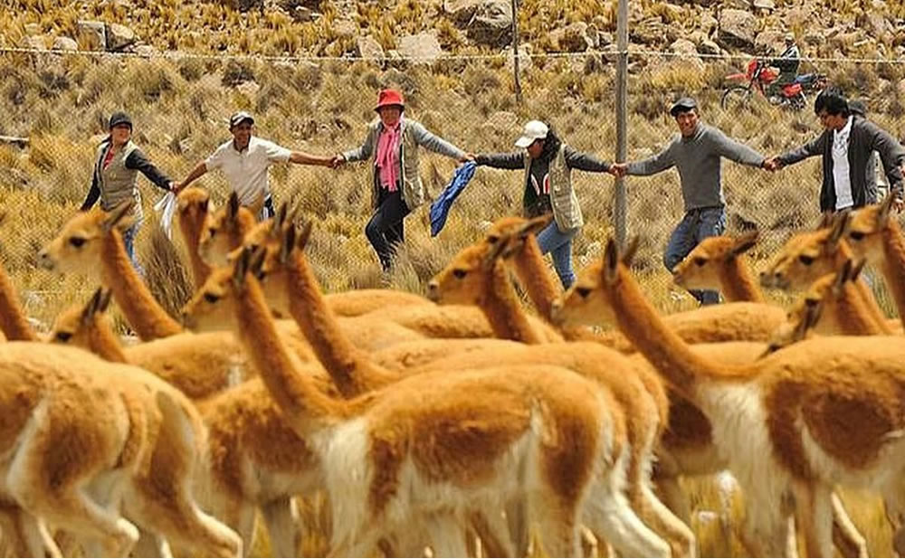 Chaku de vicuñas atractivo turismo cultural